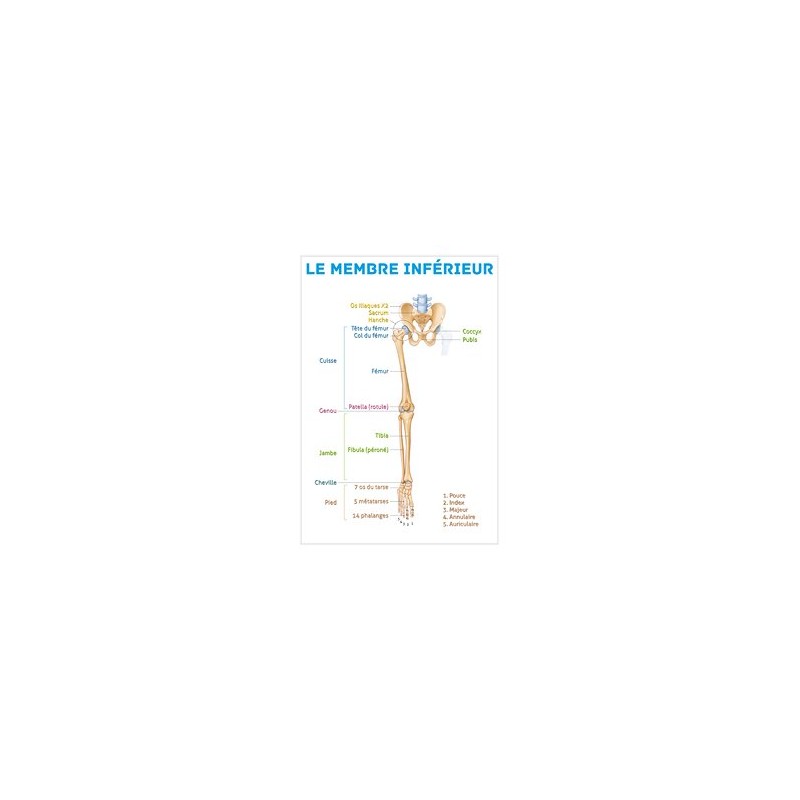 Les augmentations du membre selon la revue