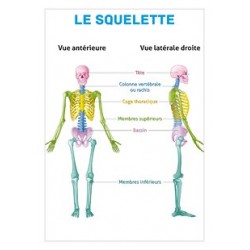 Planche anatomique - Le squelette