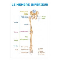 Planche anatomique - Le membre inférieur